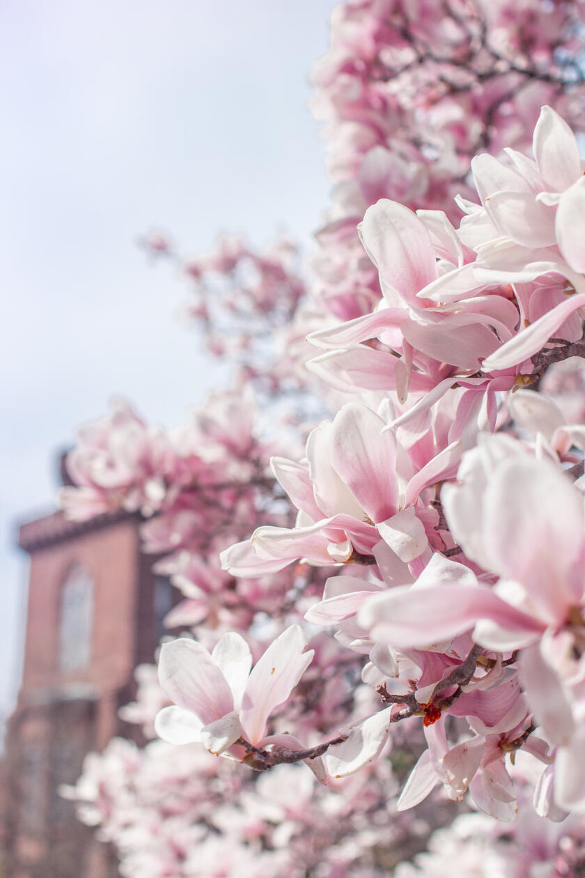 magnolias