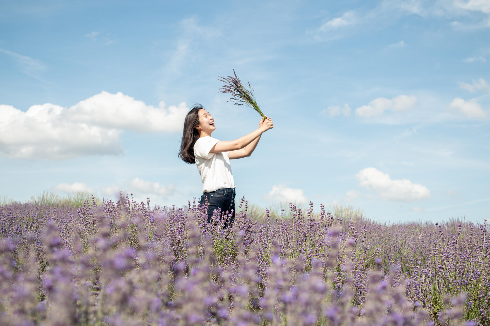 lavender fields