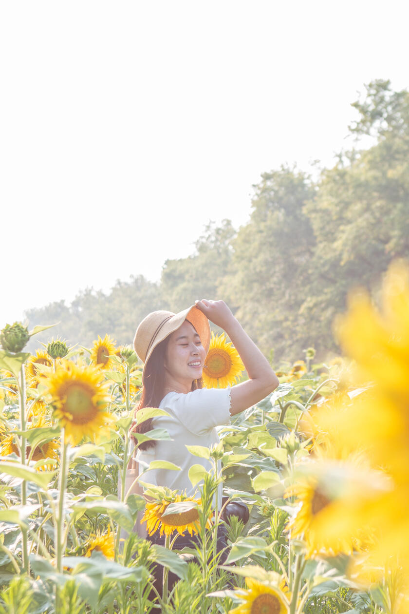 sunflowers