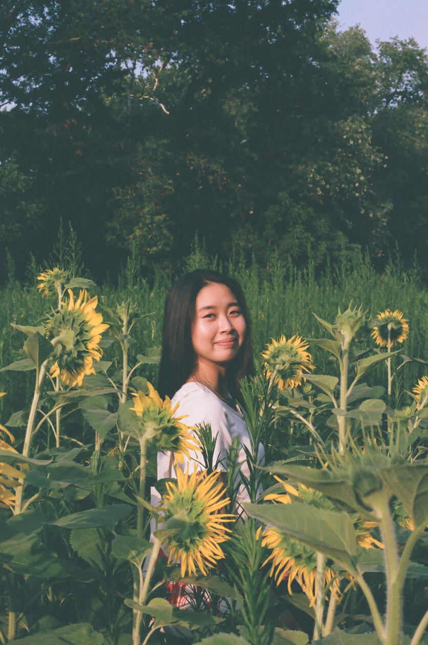 sunflowers